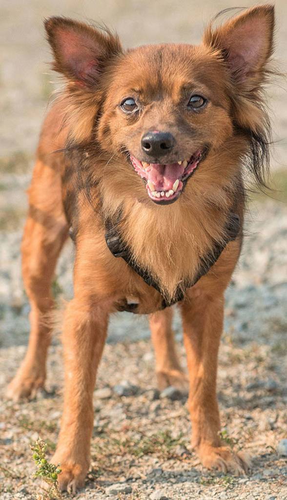 Jude and Lilah are sweet little dogs looking for a calm loving forever home. They get along with other calm dogs, cats and respectful older kids. They both enjoy cuddling and running around the backyard! If you are looking for a brother and sister duo to fill your house with love then come meet Jude and Lilah! We will not be separating these two as they are very bonded. (Curt Story/Everett Animal Shelter)