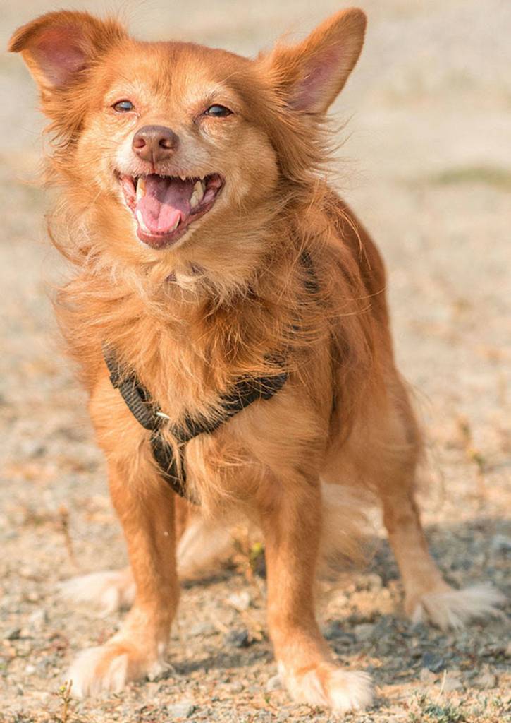 Jude and Lilah are sweet little dogs looking for a calm loving forever home. They get along with other calm dogs, cats and respectful older kids. They both enjoy cuddling and running around the backyard! If you are looking for a brother and sister duo to fill your house with love then come meet Jude and Lilah! We will not be separating these two as they are very bonded. (Curt Story/Everett Animal Shelter)