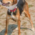 Lindsey is an active girl that loves to run and play! She gets along OK with other dogs here but would like a meet and greet with any resident dogs. She will likely chase cats for fun. Lindsey still needs to gain quite a bit of weight to be happy and healthy. Lindsey is not suited for apartment living and will need daily exercise. (Curt Story/Everett Animal Shelter)