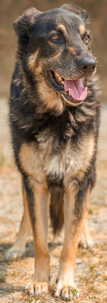 Trouble is a sweet lovable guy looking for a forever home! He is older and will need a home that is financially prepared to take care of him for the rest of his life. He gets along with other dogs here at the shelter but would like a meet and greet prior to adoption. Any children in the should be able to respect Trouble&rsquo;s space as senior dogs can have sensitive joints. If you are looking for an amazing companion then come meet Trouble! (Curt Story/Everett Animal Shelter)