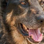 These eight dogs at Everett Animal Shelter need new homes
