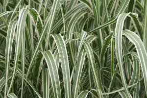Great Plant Pick: Miscanthus sinensis var. condensatus ‘Cabaret’