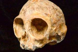 13 million-year-old skull could be early human ancestor