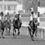 Photo courtesy of Emerald Downs                                Gold Rush Dancer, ridden by Evin Roman, wins the Longacres Mile on Sunday at Emerald Downs in Auburn.
