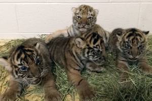Oklahoma City Zoo launches webcam to show adopted tiger cub