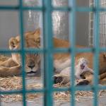 In this Saturday photo, a lion rescued from a zoo in the war-torn Syrian city of Aleppo cuddles her newborn cub in the Ma&rsquo;wa Wildlife Reserve in northern Jordan. (Four Paws/Ahu Savan An, via AP).