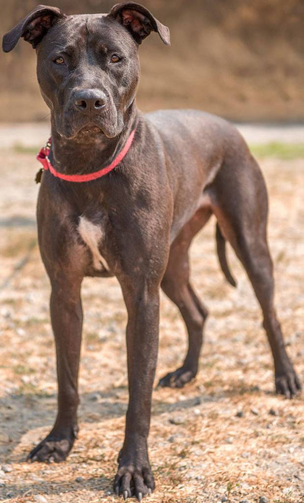 Lexa sure is active! She needs a home where she can be mentally stimulated and go for long walks. She is not suited for apartments and her home will need a secure fenced yard. She can easily jump fences so will need to monitored while outside. She can be dominant with other dogs and she plays rough. She has never lived with cats and will likely chase them. She knows several commands but tends to get excited and jump up on people. Lexa is very strong on the leash and would benefit from behavioral classes. (Curt Story/Everett Animal Shelter)