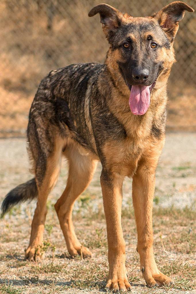 Timothy is an active young pup. He is in desperate need of training and someone with actual Shepherd experience. He seems to do ok with other dogs here but will likely chase cats. Timothy is much to mouthy for a home with young children and will need a large fenced yard. (Curt Story/Everett Animal Shelter)