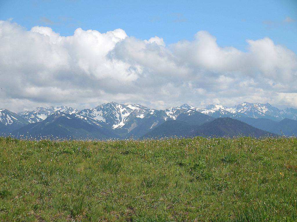 Hurricane Ridge offers panoramic view of the Olympic Mountains. (Olympic National Park)