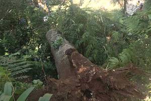 13 killed when huge tree crashes down on Portuguese festival