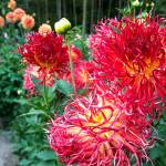 The Snohomish County Dahlia Show continues today from 10 a.m. to 4 p.m. at Forest Park in Everett. Awards will be presented at 3:30 p.m. (Kevin Clark / The Herald)