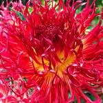 Home and Garden calendar for Snohomish County and beyond