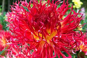 Home and Garden calendar for Snohomish County and beyond