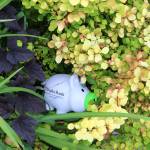 Piggy banks hidden in Snohomish County parks to promote savings