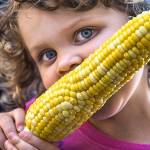 Tala Tietje, 4, bites into a freshly-roasted ear of corn at Bob&rsquo;s Corn and Pumpkin Farm in Snohomish in 2015. Bob&rsquo;s third annual Sweet Corn Festival is Sept. 9. (Daniella Beccaria / Herald File)