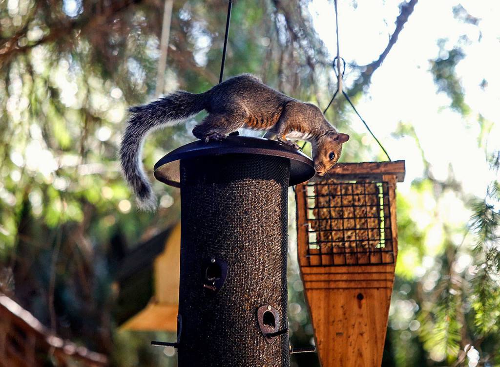 A variety of feeders hang in a large fir tree at a corner of the garden. One or two might actually be squirrel-proof, but probably not. (Dan Bates / The Herald)