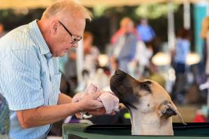 Sammamish Kennel Club holds third competition in Snohomish