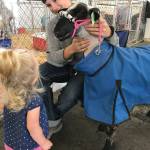 Ella Snitily, 17 months, of Edmonds, listens to Riley Holloway talk about his ram Hercules at the Evergreen State Fair in Monroe. (Gale Fiege / The Herald)