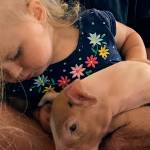 Ella Snitily take a closer look at one of the piglets in the hog barn at the fair. (Gale Fiege / The Herald)