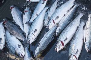 Collapse at salmon farm renews concerns about fish farming