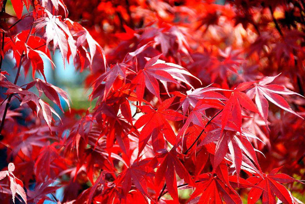 &ldquo;Fireglow&rdquo; Japanese maples have leaves that burn fire-red in the summer and then become purple-red suffused with green in the early fall. (Monrovia)