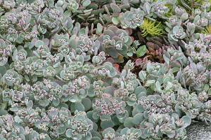 Great Plant Pick: Sedum cauticola ‘Lidakense,’ stonecrop