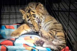 Teen tells judge he bought tiger cub on streets of Tijuana