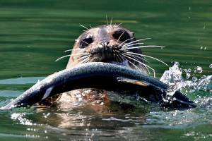 A harbor seal holds an Atlantic salmon, an escapee from Cook Aquaculture&rsquo;s fish farm, near Cypress Island on Aug. 21. Thousands of non-native fish got loose when the fish farm&rsquo;s net pen broke Aug. 19. This photo was taken by Annie Thomas, a Western Washington University student from Maltby.