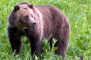 Groups sue to protect Yellowstone bears as hunts anticipated