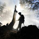 A firefighter douses hot spots around an oak tree snag Wednesday on a brush fire near Santa Rosa, California. (Kent Porter/The Press Democrat)