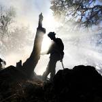 Kent Porter / The Press Democrat                                A firefighter douses hot spots around an oak tree snag Wednesday on a brush fire near Santa Rosa, California.