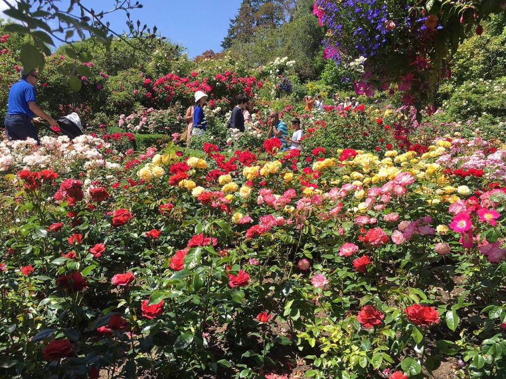 More than a million people from all over the world every year visit The Butchart Gardens, a 55-acre floral wonderland. (Photo by Ayako Brown)
