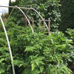 The author&rsquo;s vegetable garden is made up of three raised planting beds. (Nicole Phillips/For The Herald)