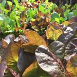 The author has a variety of veggie starts growing in his vegetable garden. (Nicole Phillips/For The Herald)