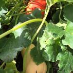 The author is growing squash and pumpkins in his garden. (Nicole Phillips/For The Herald)