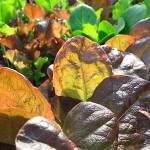 Now’s the time: Here’s how to plan for a fall vegetable garden