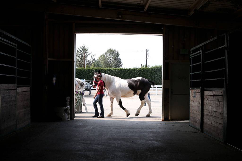 A handler walks her charge past the stables at the Evergreen State Fair on Sunday. (Kevin Clark / The Herald)