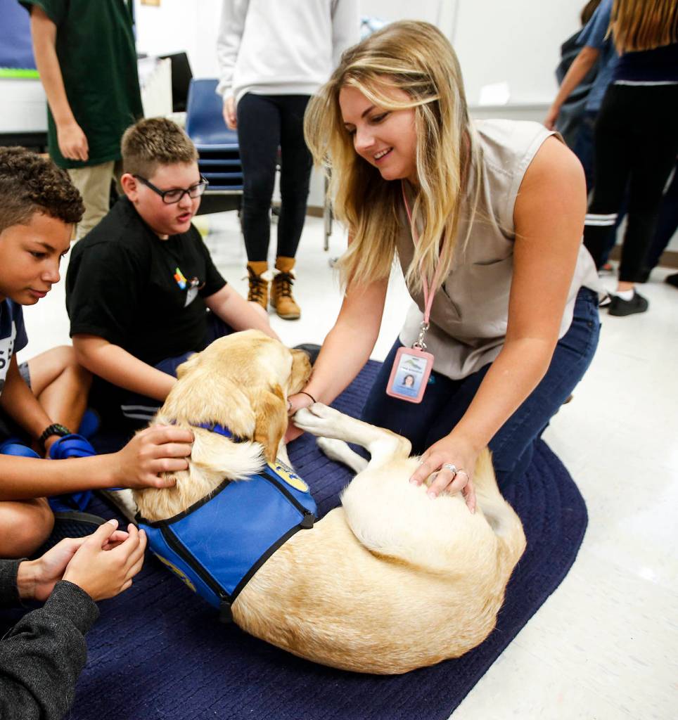 Hannah Herkert (right), a mental health support specialist, joins students at Lake Stevens Middle School in playing with Bruce, a trained facility dog, during a homeroom class on Thursday, Sept. 7. Herkert spent two weeks in California over the summer working with Bruce so he could accompany her to work each day at the school. (Ian Terry / The Herald)