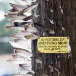 A sign on a pole where Gay has been putting feathers. (Andy Bronson / The Herald)