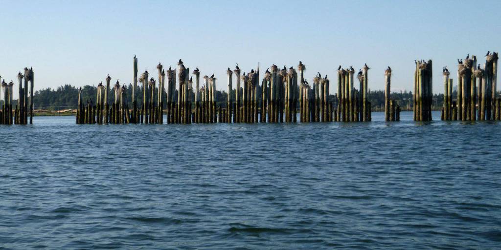 From Jaquette&rsquo;s own collection of photographs, cormorants are captured nesting up and down the Snohomish River delta on pilings. (Photo by Bill Jaquette)