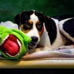 At PAWS in Lynnwood, Jack, a young beagle mix from Texas, chews on a comfort creature while waiting for adoption. (Dan Bates / The Herald)