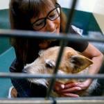 PAWS&rsquo; Laura Follis embraces Sandy, likely an Airedale-wheaten terrier mix that that suffers from hair loss and other disorders, but who is &ldquo;very affectionate!&rdquo; and a &ldquo;love bug,&rdquo; according to notes on her kennel. (Dan Bates / The Herald)