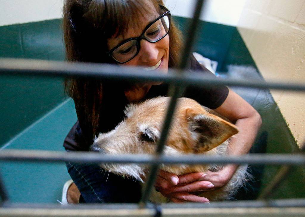 PAWS&rsquo; Laura Follis embraces Sandy, likely an Airedale-wheaten terrier mix that that suffers from hair loss and other disorders, but who is &ldquo;very affectionate!&rdquo; and a &ldquo;love bug,&rdquo; according to notes on her kennel. (Dan Bates / The Herald)