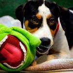 At PAWS in Lynnwood, Jack, a young beagle mix from Texas, chews on a comfort creature while waiting for adoption. (Dan Bates / The Herald)