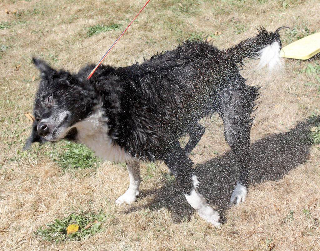 A dog shakes off his newly cleaned self at the Camano Animal Shelter Association Dog Wash fundraiser Aug. 19. (Contributed photo)