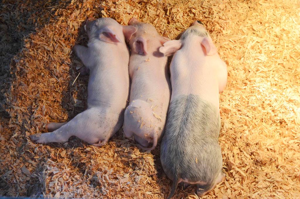 The piglet (center) that was saved by a donation of goat milk from 4H participants at the Evergreen State Fair is now doing well in the pen with her brothers and sisters. (Brielle Dodge / Evergreen State Fair)