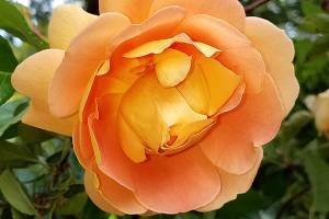 Plant of Merit: Rosa ‘Pat Austin’ named for rose breeder’s wife
