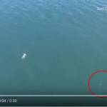 A screenshot of drone video shows a man swimming out to sea, while reportedly fleeing police, and a shark about 60 feet away. (Surf City Police Department image)