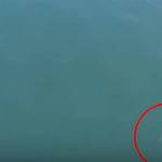 Drone spots shark near Lynnwood man swimming away from cops