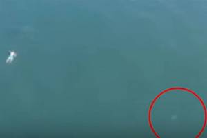 Drone spots shark near Lynnwood man swimming away from cops